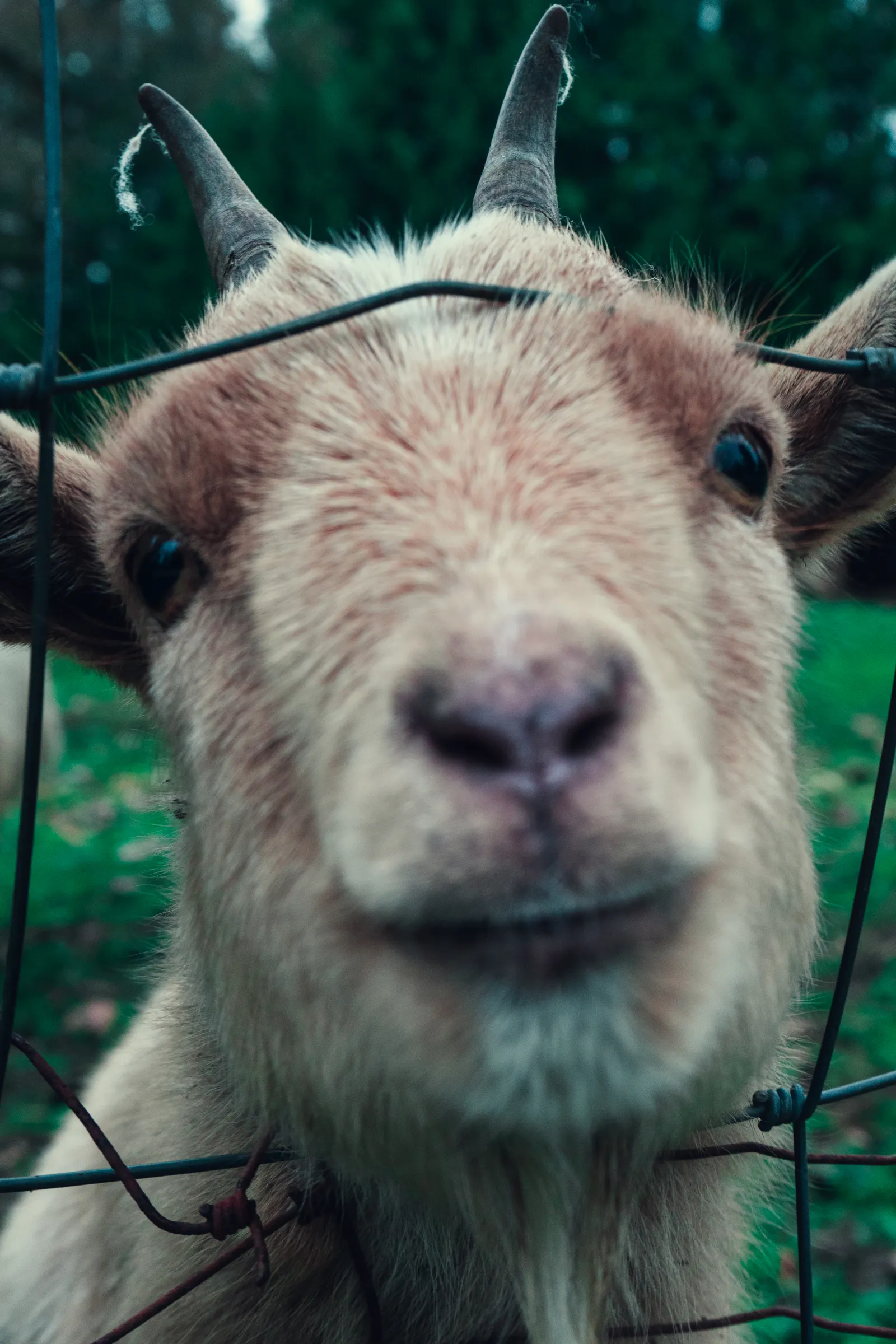 Goat looking through a wire fence